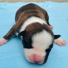 Possum - Red brindle female American Staffordshire Terrier puppy in Guilford County, North Carolina from Explicit Kennel