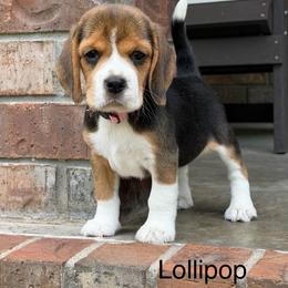 Lollipop - Black tan and white female Beagle puppy in Mansfield, Missouri from Rippee Creek Kennel