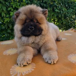 Red boy - Red male Chow Chow puppy in San Diego, California from Naiman Chow Chows (San Diego, CA)