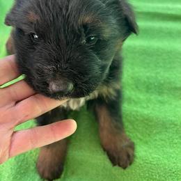 Puppy A - Black and red male German Shepherd puppy in Stuarts Draft, Virginia from Shengulli Shepherds