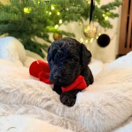 Bear - Black male Goldendoodle puppy in Millville, California from Hope Lane Kennels