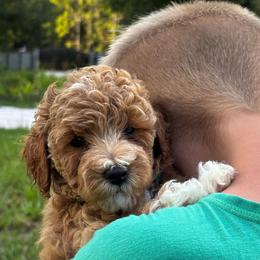 Buckwheat - Apricot male Poodle puppy in Hawthorne, Florida from Loblolly Ranch