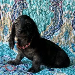 Heaven - Brindle female Dachshund puppy in Lincoln, Arkansas from Red Dirt Dachshunds