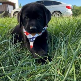RJ - Black male Labrador Retriever puppy in Angola, Indiana from Reniers Labrador Retrievers