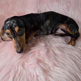 Athena - Dachshund