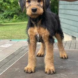 Red - Black and tan male Airedale Terrier puppy in Castle Rock, Washington from Seaquest Airedales