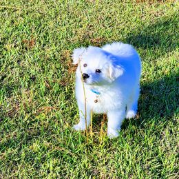 American Eskimo Dog Puppies from Pecan Ridge Puppies