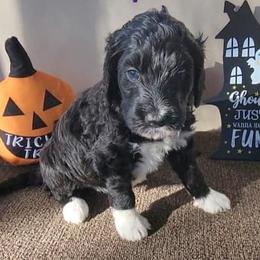 Bernedoodles from Millersport Doodles