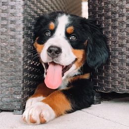 Bernedoodles and Bernese Mountain Dogs from Berns & Doodles
