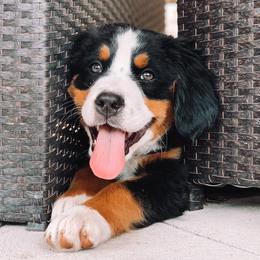 Bernedoodles and Bernese Mountain Dogs from Berns & Doodles