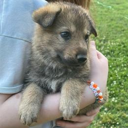 Boy 4 (purple) - Sable male German Shepherd puppy in Greenwood, South Carolina from Malone’s Palmetto Puppies