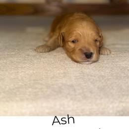 Ash - Red  male Goldendoodle puppy in Layton, Utah from Gracious Doodle Dogs