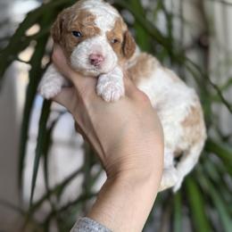 Cavapoo Puppies from Pawfect Fur Friends