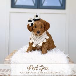 POSH SPICE - SPICE GIRLS LITTER - Red  female Goldendoodle puppy in Bell Buckle, Tennessee from Precious Puptown Doodles