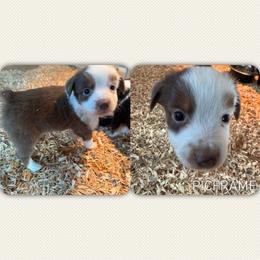 Prancer - Red tri male Toy Australian Shepherd puppy in Menan, Idaho from Teton Toy Aussies