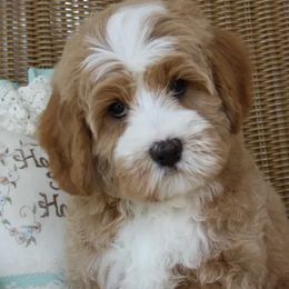 Australian Labradoodles from Memory Lake Labradoodle