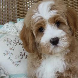 Australian Labradoodles from Memory Lake Labradoodle