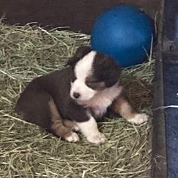 Australian Shepherd Puppies from Toni Thompson's Australian Shepherds