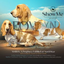 Eowyn - Basset Hound