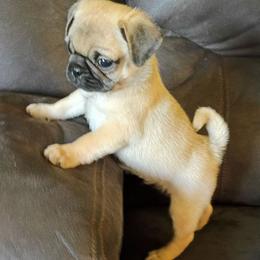 Chase - Fawn male Pug puppy in Fall Creek, Wisconsin from Heartville Pugs