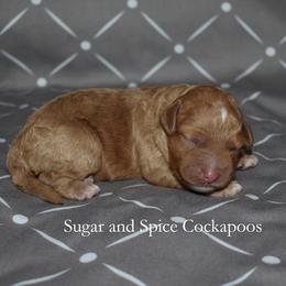 Boy 4 - Red male Cockapoo puppy in Hopkins, South Carolina from Sugar and Spice Cockapoos