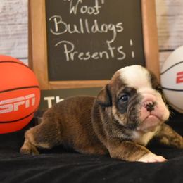 Jim - Brindle male Bulldog puppy in Caledonia, New York from Raise The Woof Bulldogs