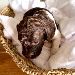 Chocolate Parti girl - Chocolate female Double Doodle puppy in Yoakum, Texas from The Scott’s Dood Ranch
