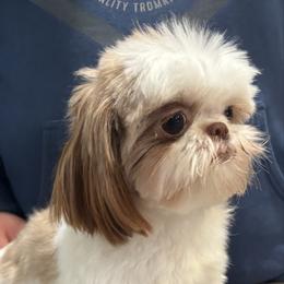 Annie - Shih Tzu