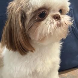 Annie - Shih Tzu