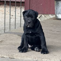 Pup 7 - Black male Cane Corso puppy in Kaufman, Texas from Phantom Corsos