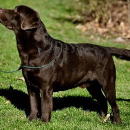 Labrador Retriever All Grown Up from Big Sky Labradors