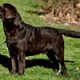 Labrador Retriever All Grown Up from Big Sky Labradors