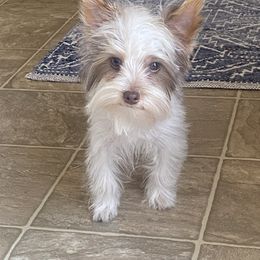Yorkshire Terrier All Grown Up from Barter Town Yorkies