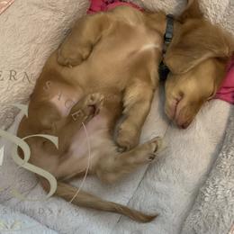 Dachshunds from Erin Garrett