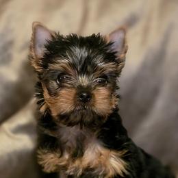 Max - Black and gold male Yorkshire Terrier puppy in Luray, Tennessee from Little Angel Yorkies