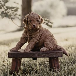 Goldendoodle puppies from The Bark Farm