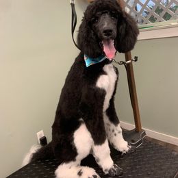 Poodle All Grown Up from Apricity Poodles