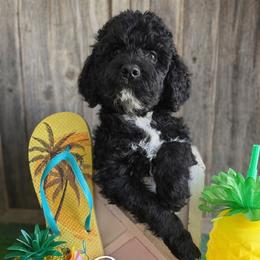 Poppy-red collar - Black female Saint Berdoodle puppy in Paw Paw, Michigan from ProAct Canines