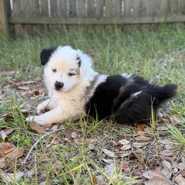 Miniature Australian Shepherd Puppies from Peace Creek Aussies