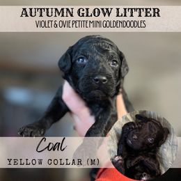 COAL - Merle male Goldendoodle puppy in Watertown, New York from True Friend Doodles