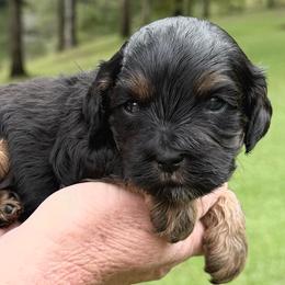 Jack - Black and tan male Cavapoo puppy in Newville, Alabama from Southeast cavapoos