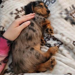 Dachshund and Miniature Schnauzer Puppies from The Bossy Doxie Farm