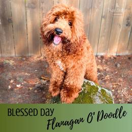 Flanagan - Australian Labradoodle