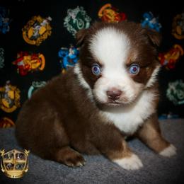 Mint - Red tri-color female Australian Shepherd puppy in El Dorado Springs, Missouri from HP Aussie Kennels
