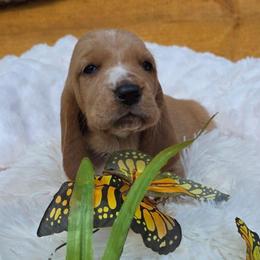 Ms. Lincoln - Mahogany and white female Basset Hound puppy in Big Rapids, Michigan from Basket Hound Bassets