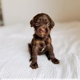 Nantucket - Tri-color female Australian Labradoodle puppy in Syracuse, Indiana from The Doodle Cove