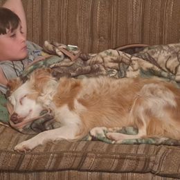 Lulu - Miniature Australian Shepherd