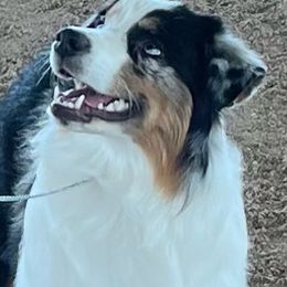 Australian Shepherd Puppies from Imagine Australian Shepherds
