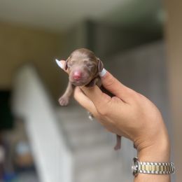 Boy 2 - Chocolate and tan male Dachshund puppy in Ocala, Florida from The Wiener Family