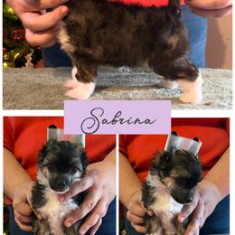 Sabrina - Sable female Chinese Crested puppy in Brooksville, Florida from Ariella Standard Poodles & Chinese Cresteds